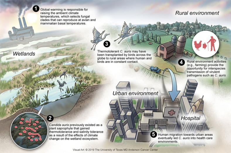 Candida auris causes global warming